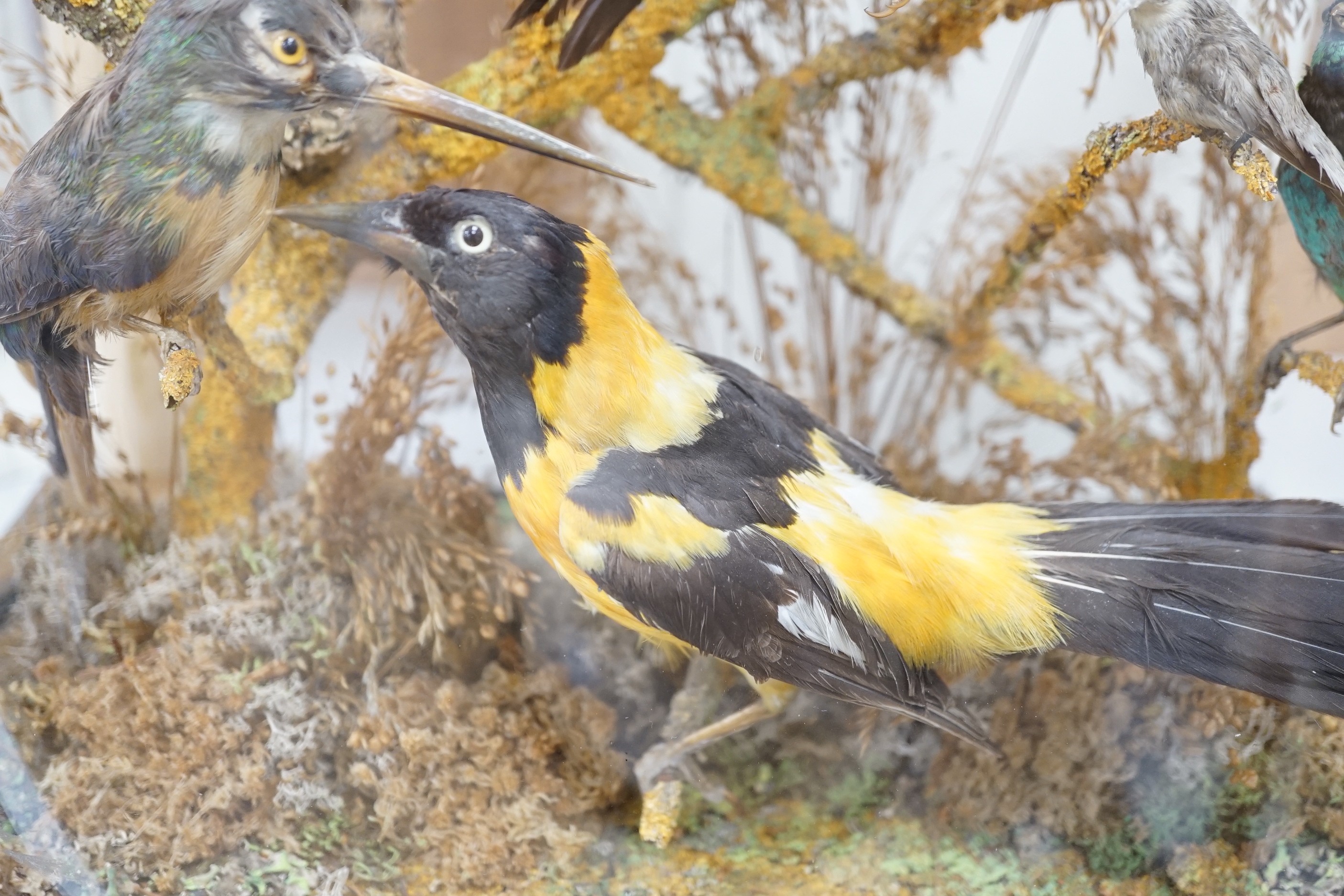 A Victorian taxidermic exotic aviary group of mainly South American birds, to include a Venezuelan troupial, seven-coloured tanager, white-bellied hummingbird etc., under glazed dome. 51.5cm high overall